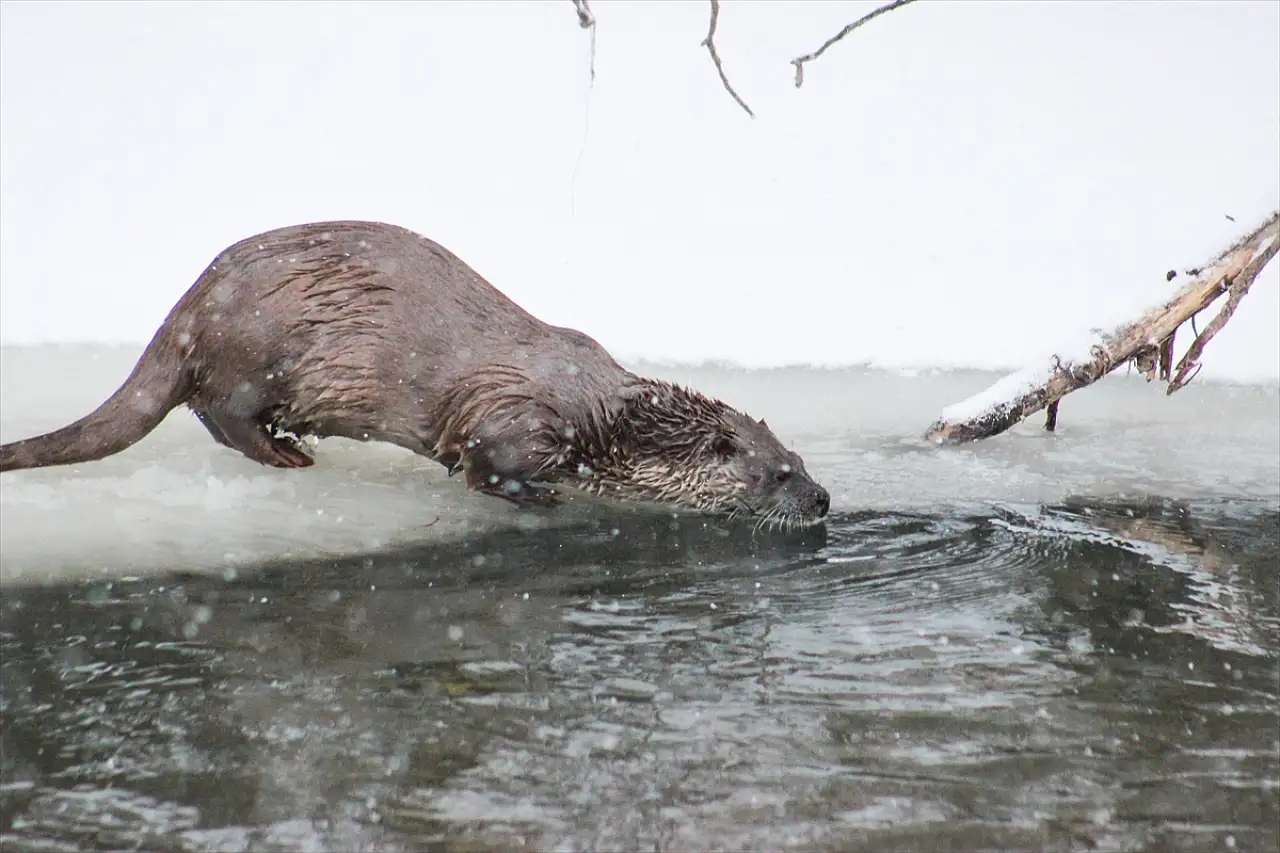 Kars Çayı'nda su samurları görüntülendi