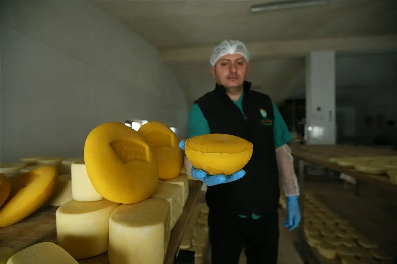 Kars'ın 'Safranlı Peyniri' tüketiciyle buluşmaya hazırlanıyor