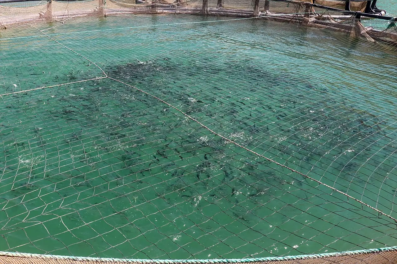 Van'da devlet destekleriyle alabalık üretimi yaygınlaşıyor