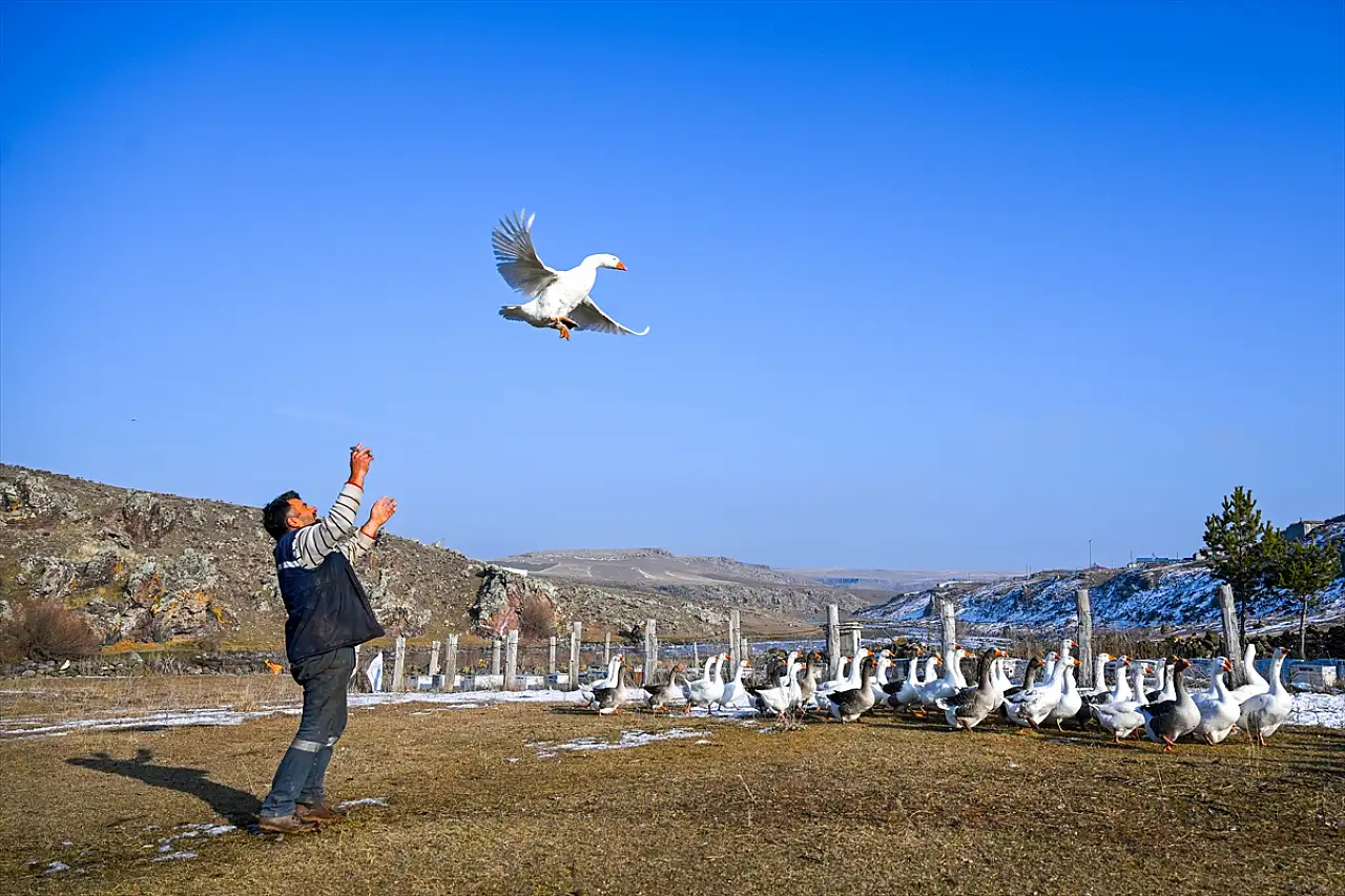 Kars kazı ayazda kurutularak sofralara geliyor