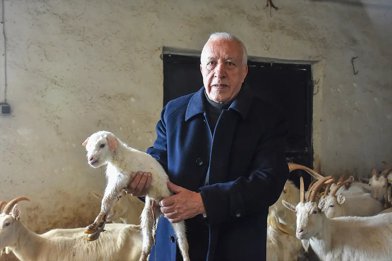 Van'da devlet desteğiyle kurulan çiftlikte 'Saanen Irkı' keçi yetiştiriliyor