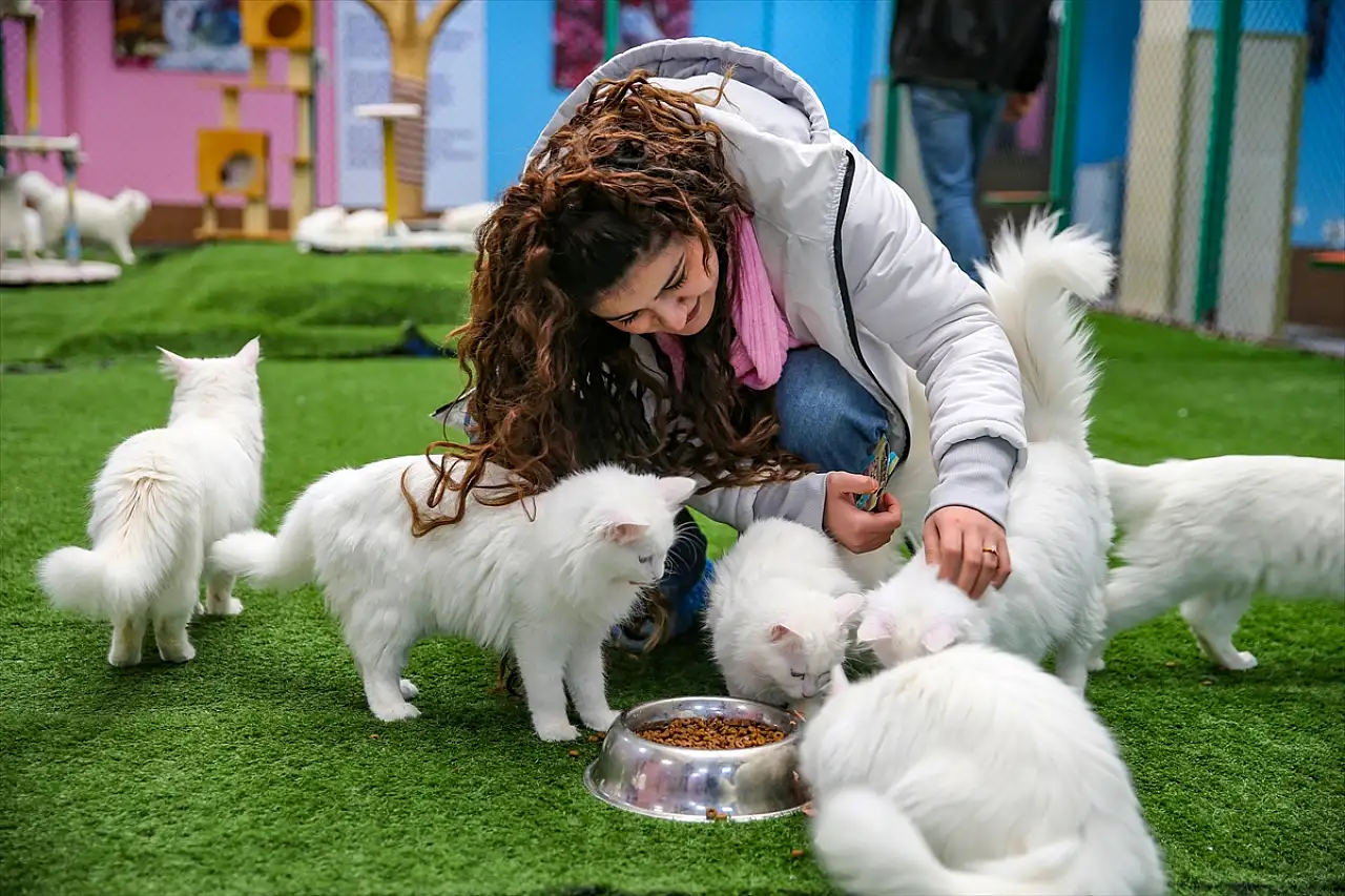 Van'da 'Kedi Villası' yılda 200 bin ziyaretçi ağırlıyor