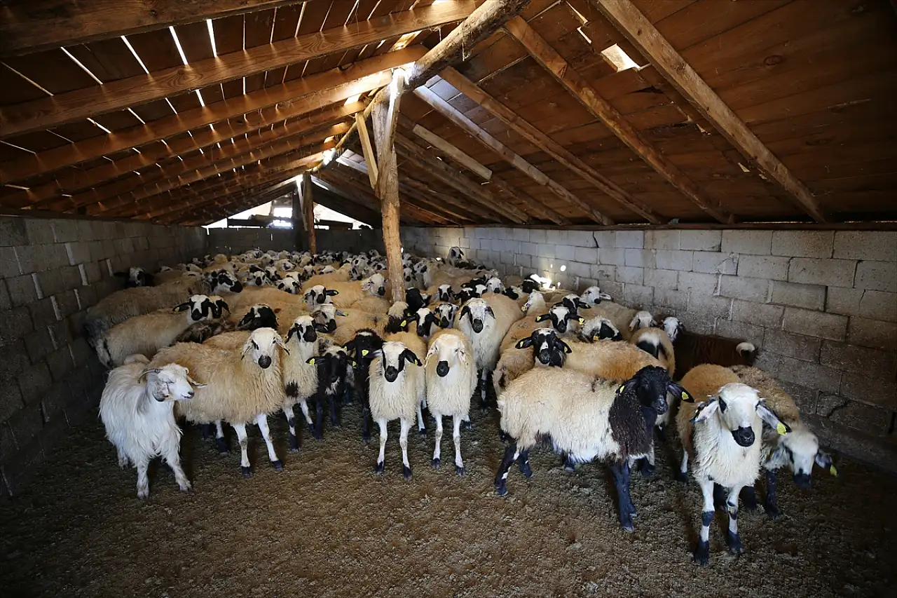 Muşlu çiftçi devlet desteğiyle koyun sayısını 1020'ye çıkardı