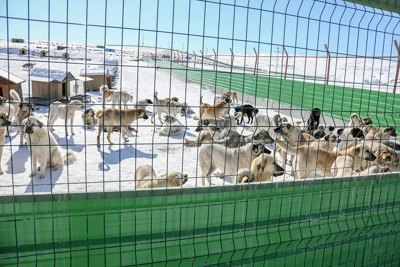 Van'da sahipsiz hayvanlar için doğal yaşam alanı oluşturuldu