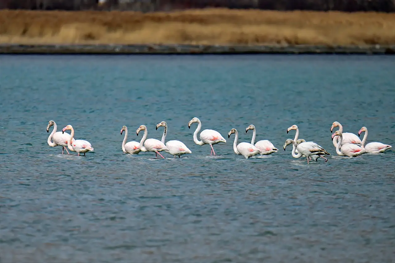 Van Gölü havzası, flamingoların güvenli limanı oldu