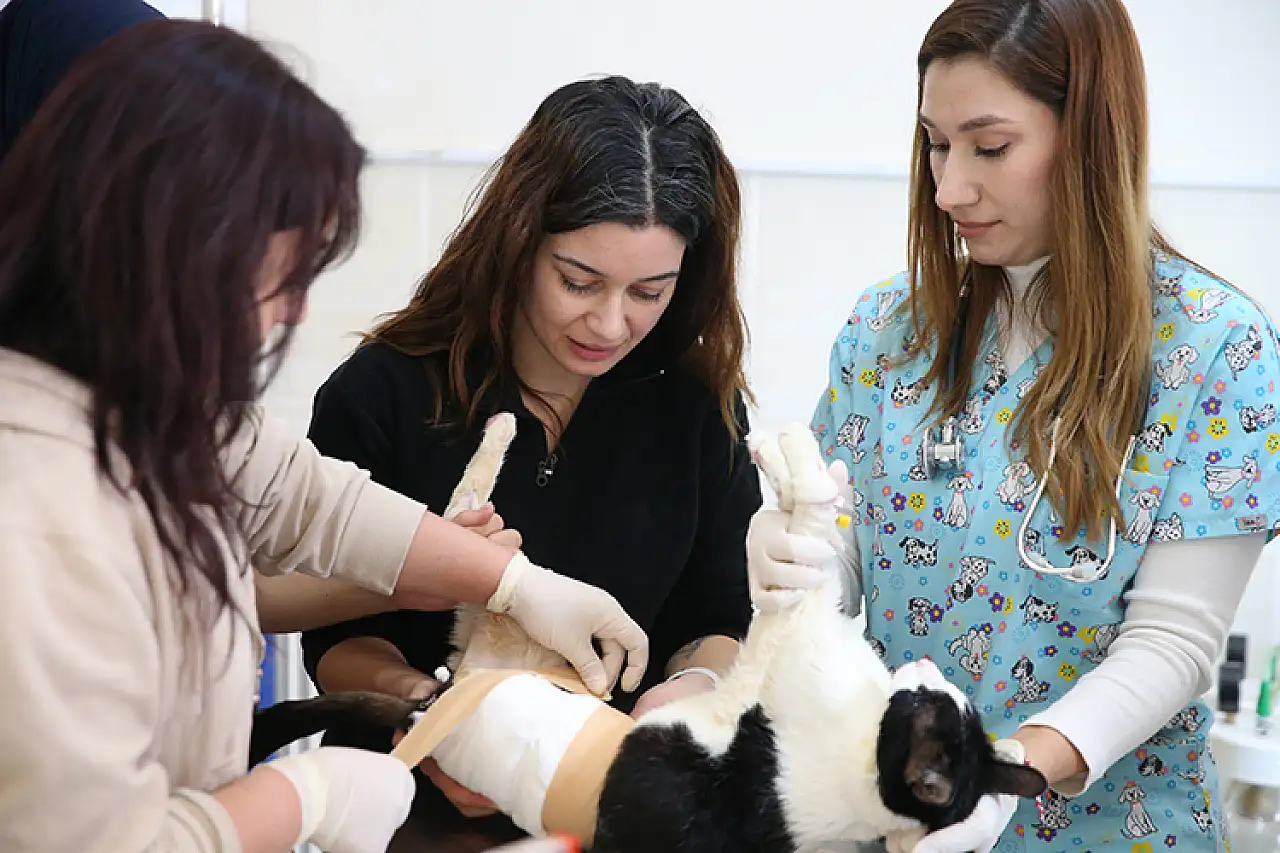 Diyarbakır'da hayvanların sağlığı kadın veteriner hekimlere emanet