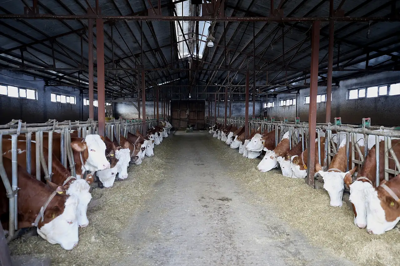 Muşlu besici devlet desteğiyle hayalini gerçekleştirdi