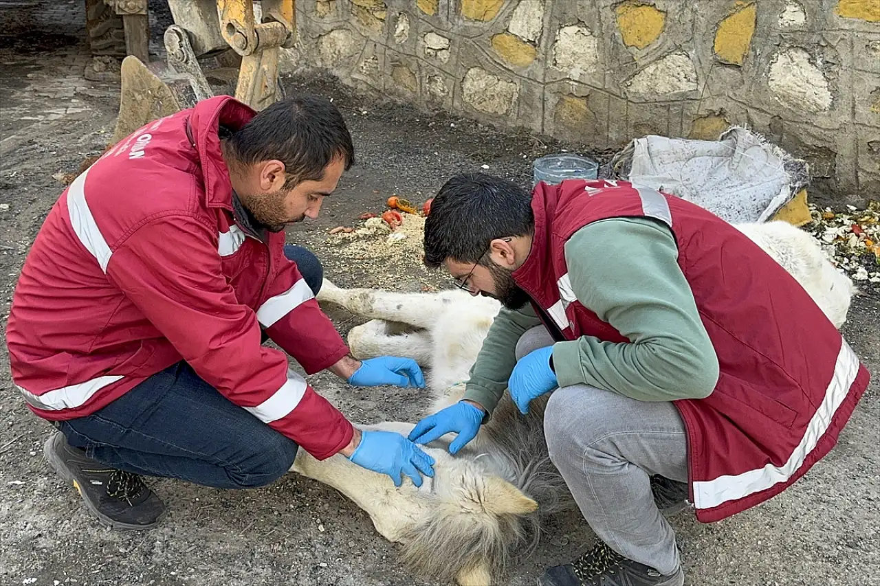 Van'da bitkin halde bulunan katıra ekipler müdahale etti