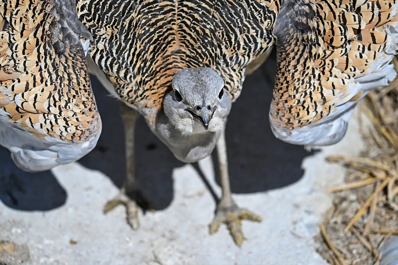 Van'da nesli tükenme tehlikesi altındaki toy kuşu tedavi altında