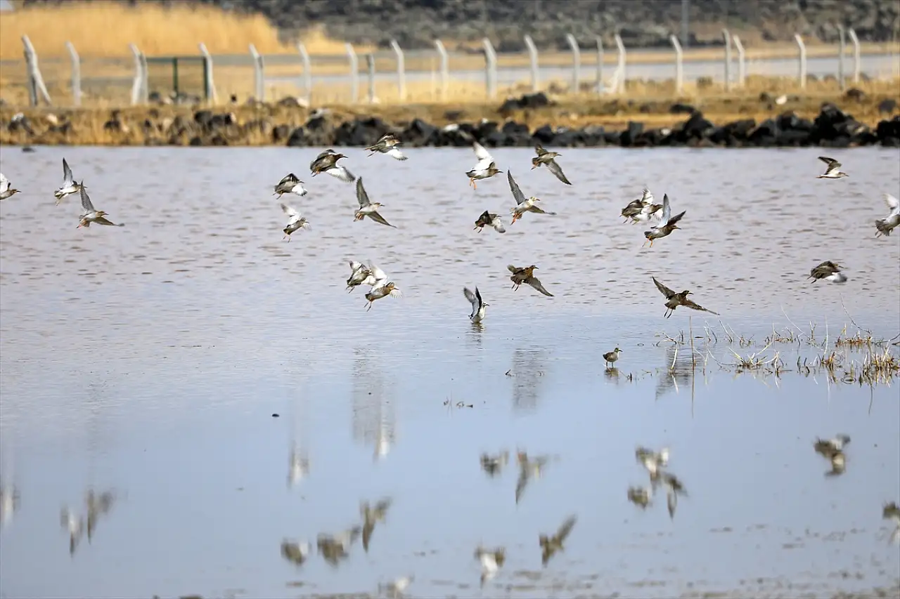 Ağrı Dağı'nın etekleri göçmen kuşlarla şenlendi