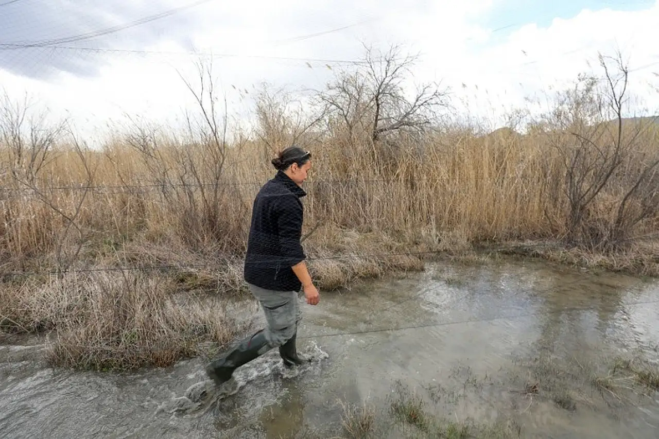 Iğdır'daki Aras Kuş Cenneti'nde ilkbaharda 1200 kuş halkalandı