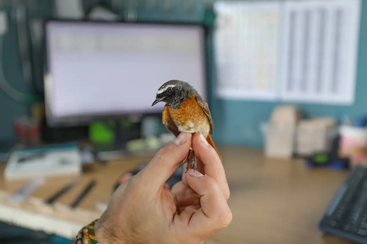 Iğdır'daki Aras Kuş Cenneti'nde ilkbaharda 1200 kuş halkalandı