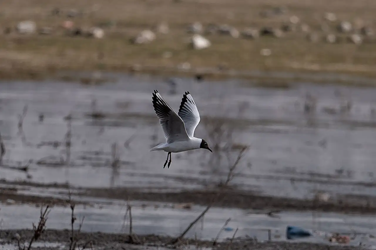 Erzurum'un sulak alanları göçmen kuşlarla şenlendi