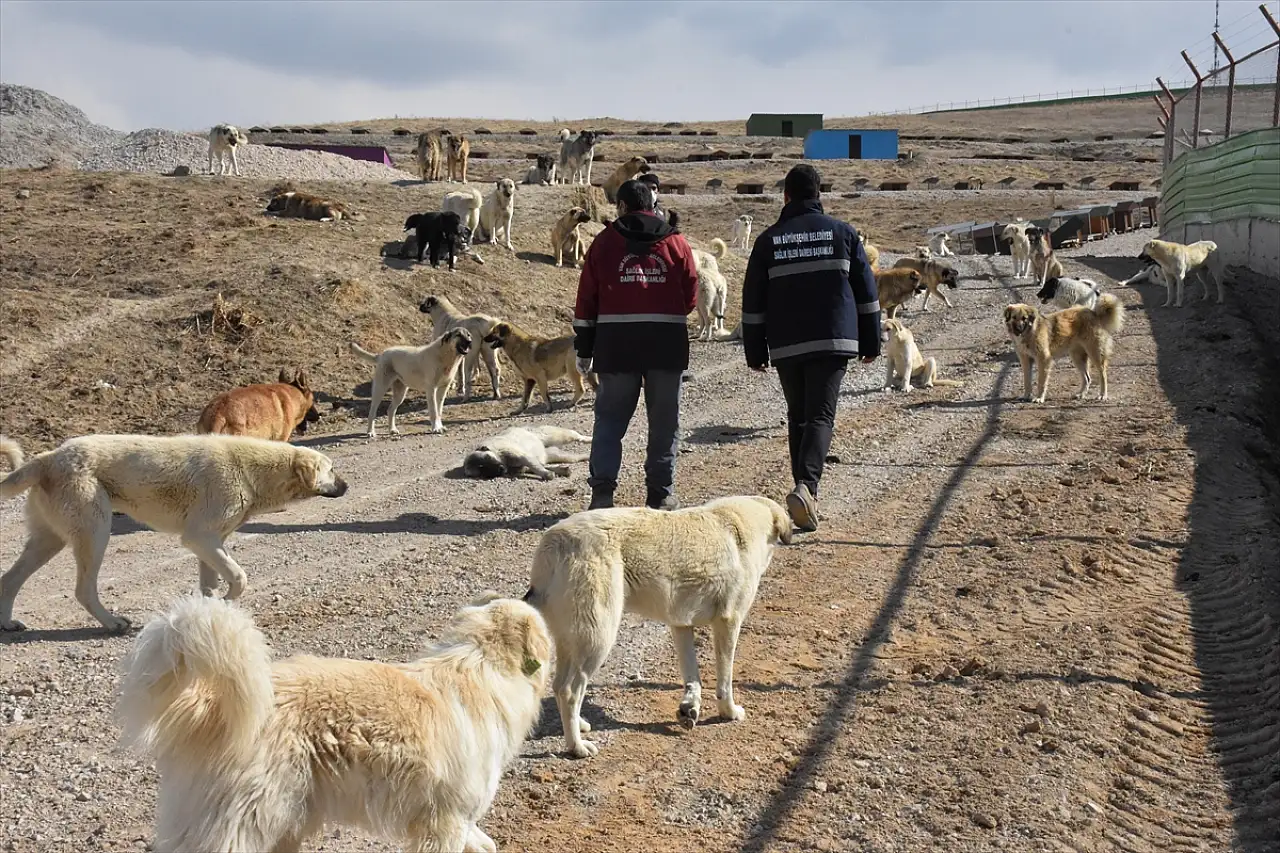 Van'da sahipsiz köpeklere güvenli yuva