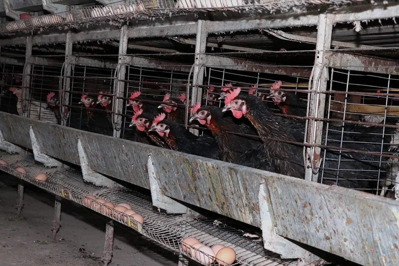 Erzurum'da yumurtanın hikayesi çadırda başladı