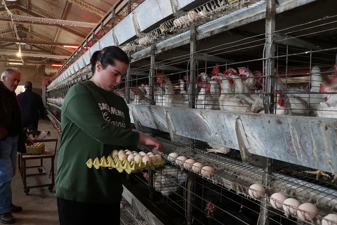Erzurum'da yumurtanın hikayesi çadırda başladı