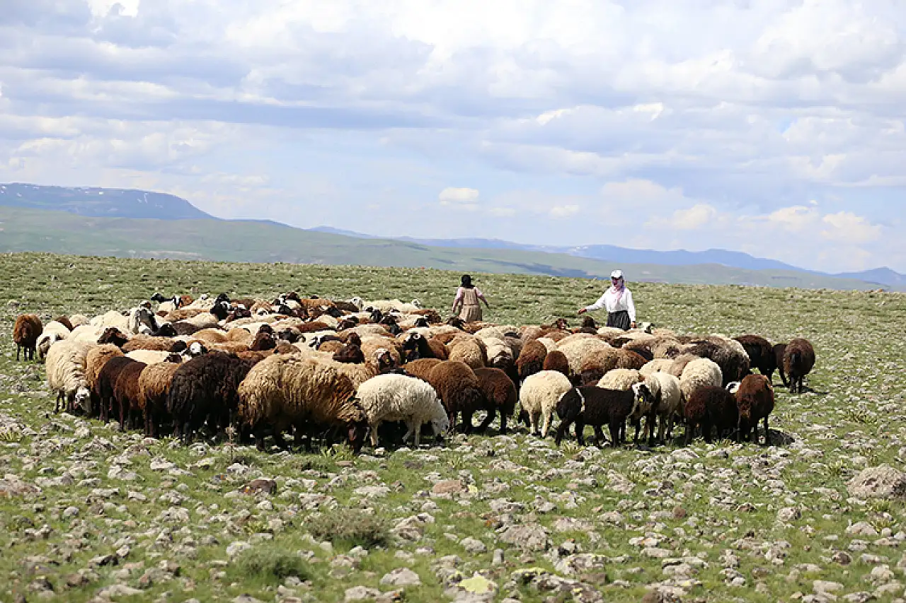 İstanbul'dan Köye Dönüş: Tekstilci Yeşim Baba, Annenin Destek Alarak Hayvancılıkla Geçim Sağlıyor
