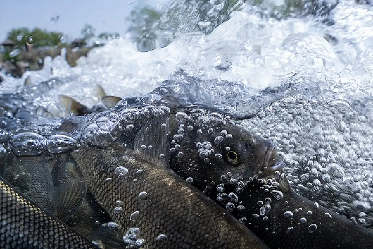 İnci kefali, Van Gölü'nden tatlı sulara göç ederken görüntülendi!
