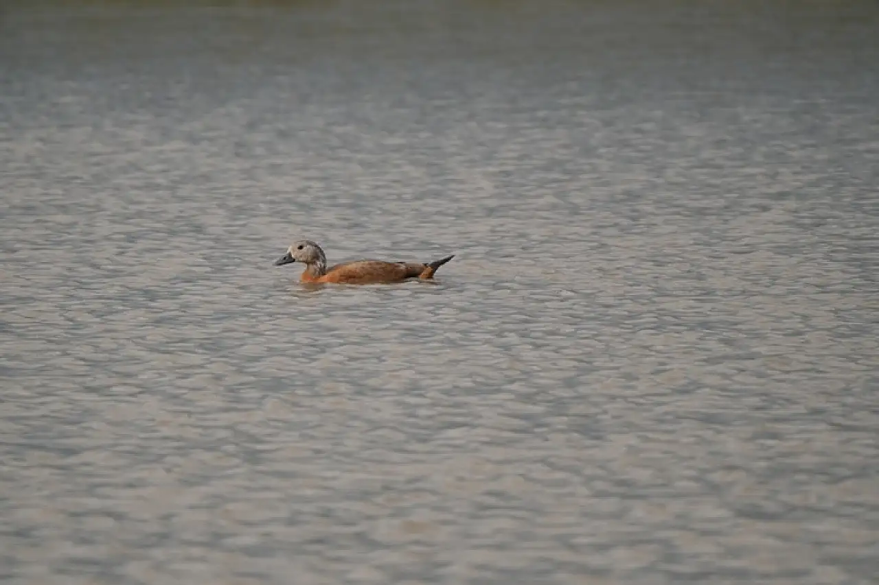 Çalı Gölü, Mayıs'ta 137 Farklı Kuş Türüne Ev Sahipliği Yaptı!