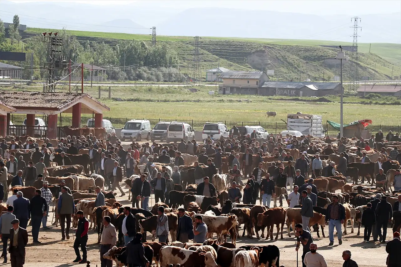 Ağrı'da kurbanlık telaşı başladı