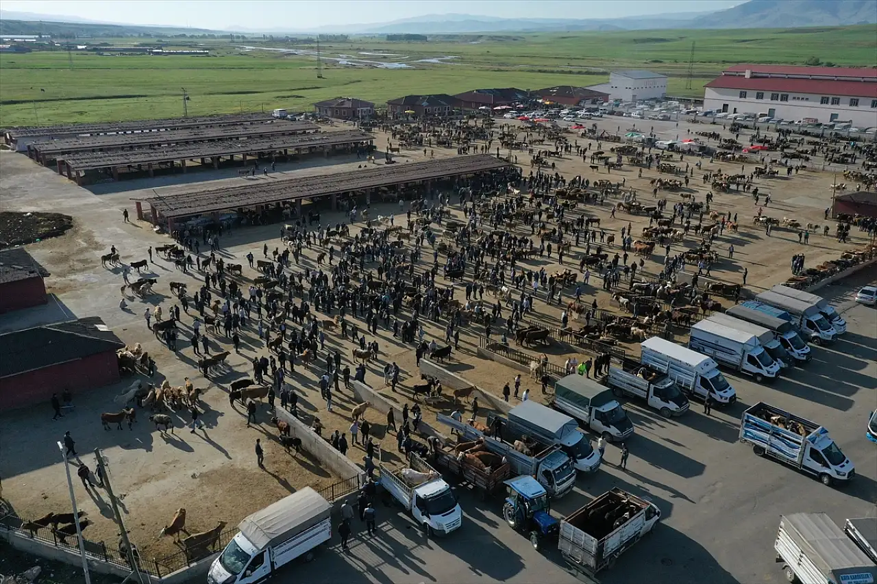 2025'te Ağrı'dan 140 bin kurbanlık sevk edildi