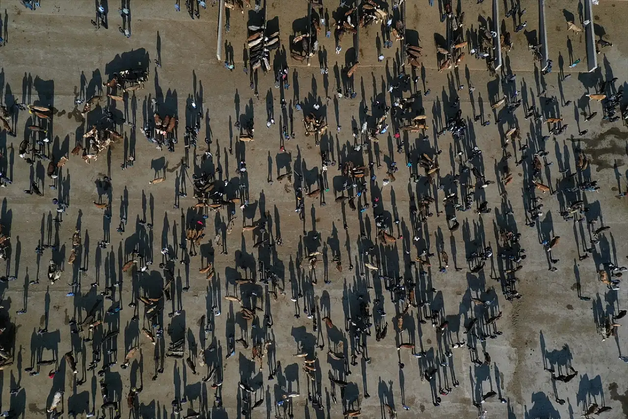 2025'te Ağrı'dan 140 bin kurbanlık sevk edildi