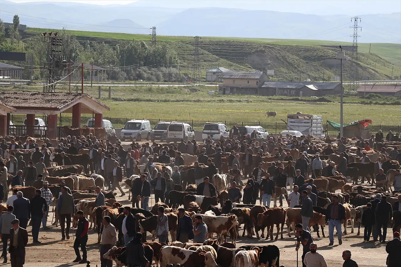 2025'te Ağrı'dan 140 bin kurbanlık sevk edildi