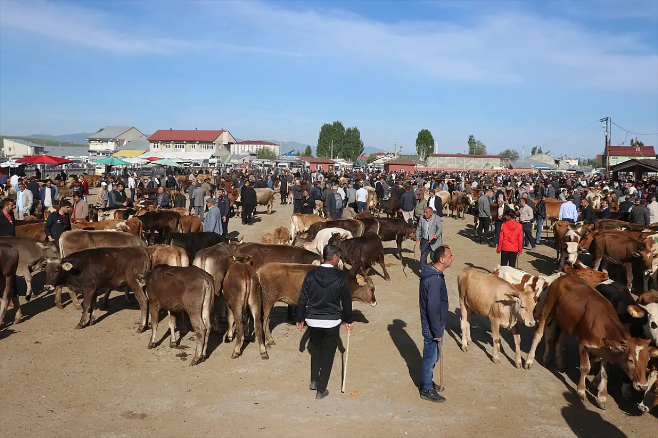 2025'te Ağrı'dan 140 bin kurbanlık sevk edildi