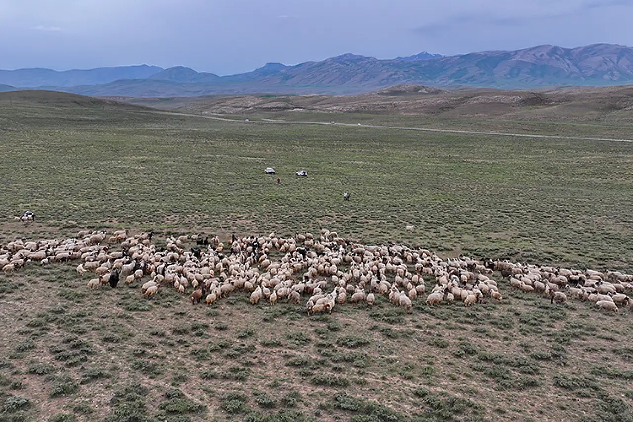 Van'da 2.375 besiciye 235 bin koyun desteğiyle küçükbaş hayvan varlığı artırılıyor!