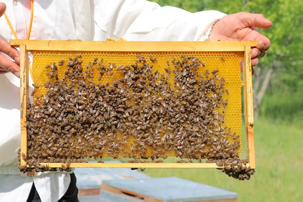 Devlet Desteğiyle Arıcılığa Yönelen Hemofili Hastası Girişimci, Siparişleri Tükenme Noktasına Geldi!