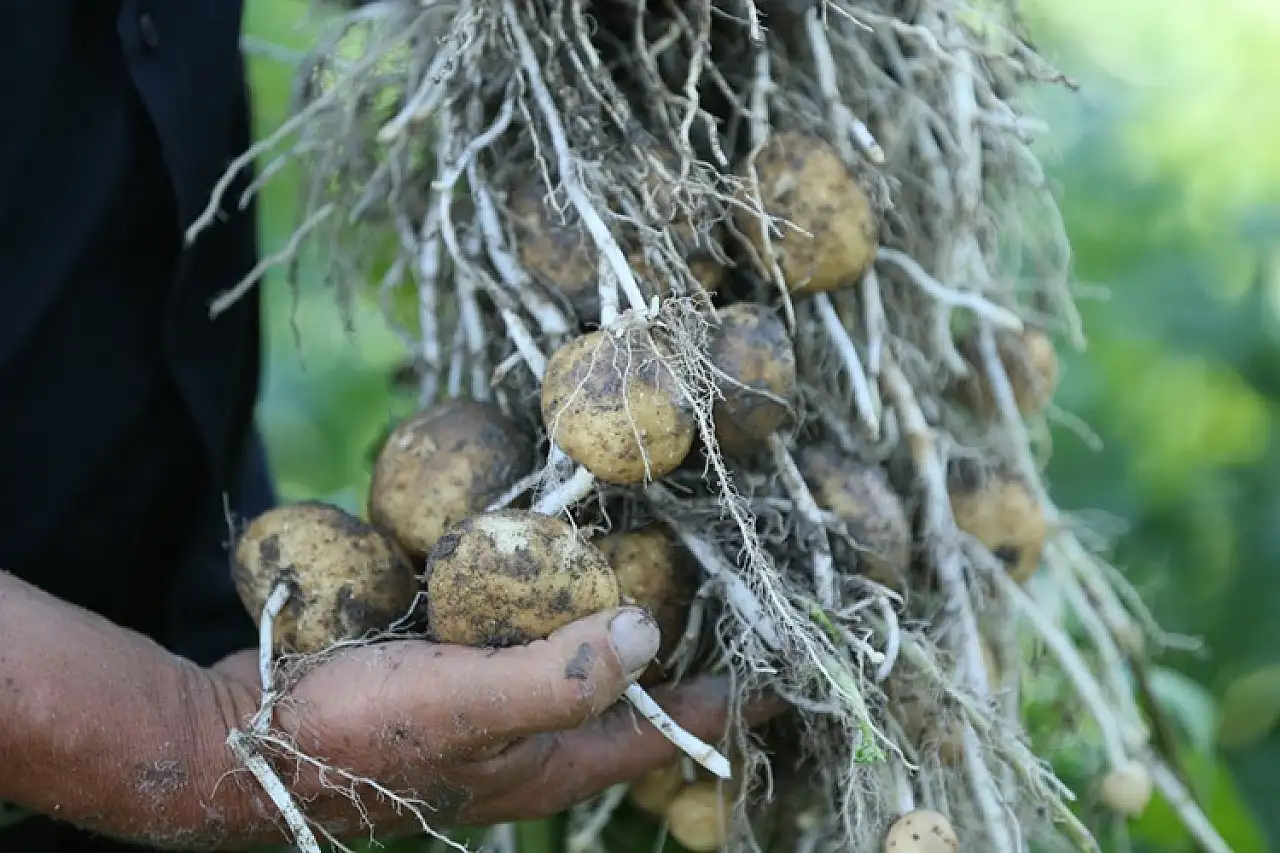 Erzurum'da yerli patates tohumları geliştiriliyor, verimlilik artıyor!