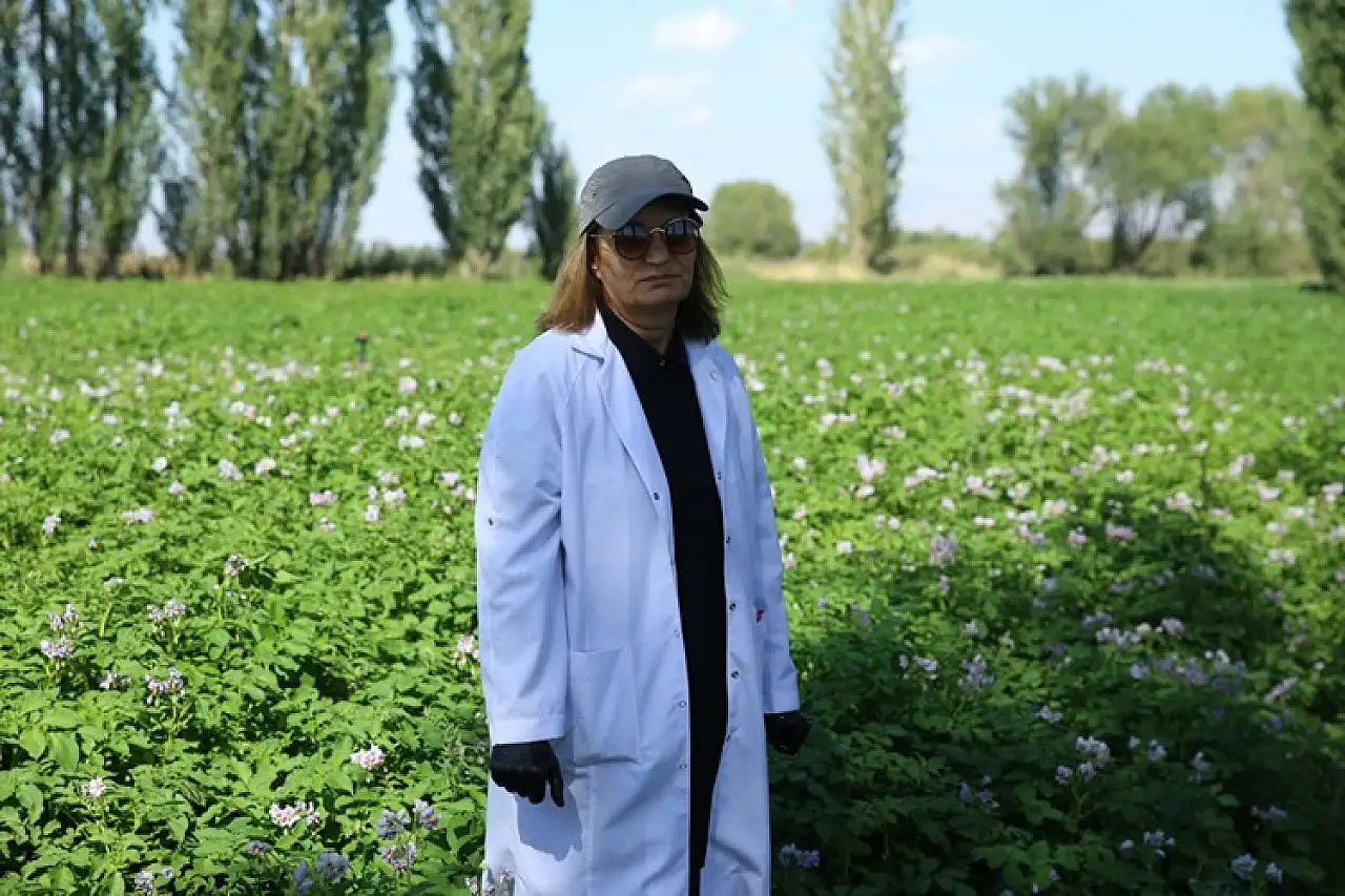 Erzurum'da yerli patates tohumları geliştiriliyor, verimlilik artıyor!