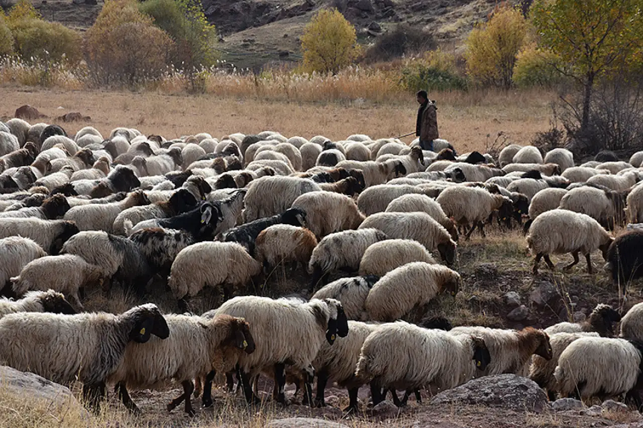 Göçerler zorlu yolculukla kışlaklarına ulaştı, hayvanları için çadırlar kurdular
