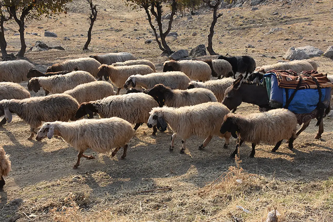 Göçerler zorlu yolculukla kışlaklarına ulaştı, hayvanları için çadırlar kurdular