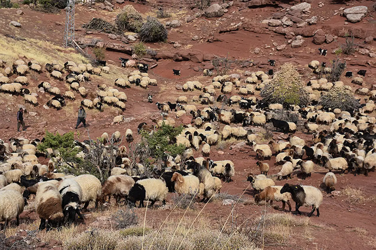 Göçerler zorlu yolculukla kışlaklarına ulaştı, hayvanları için çadırlar kurdular