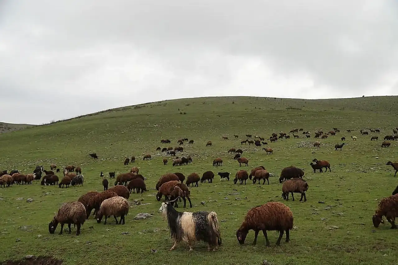 Muş'ta Gezilecek Yerler