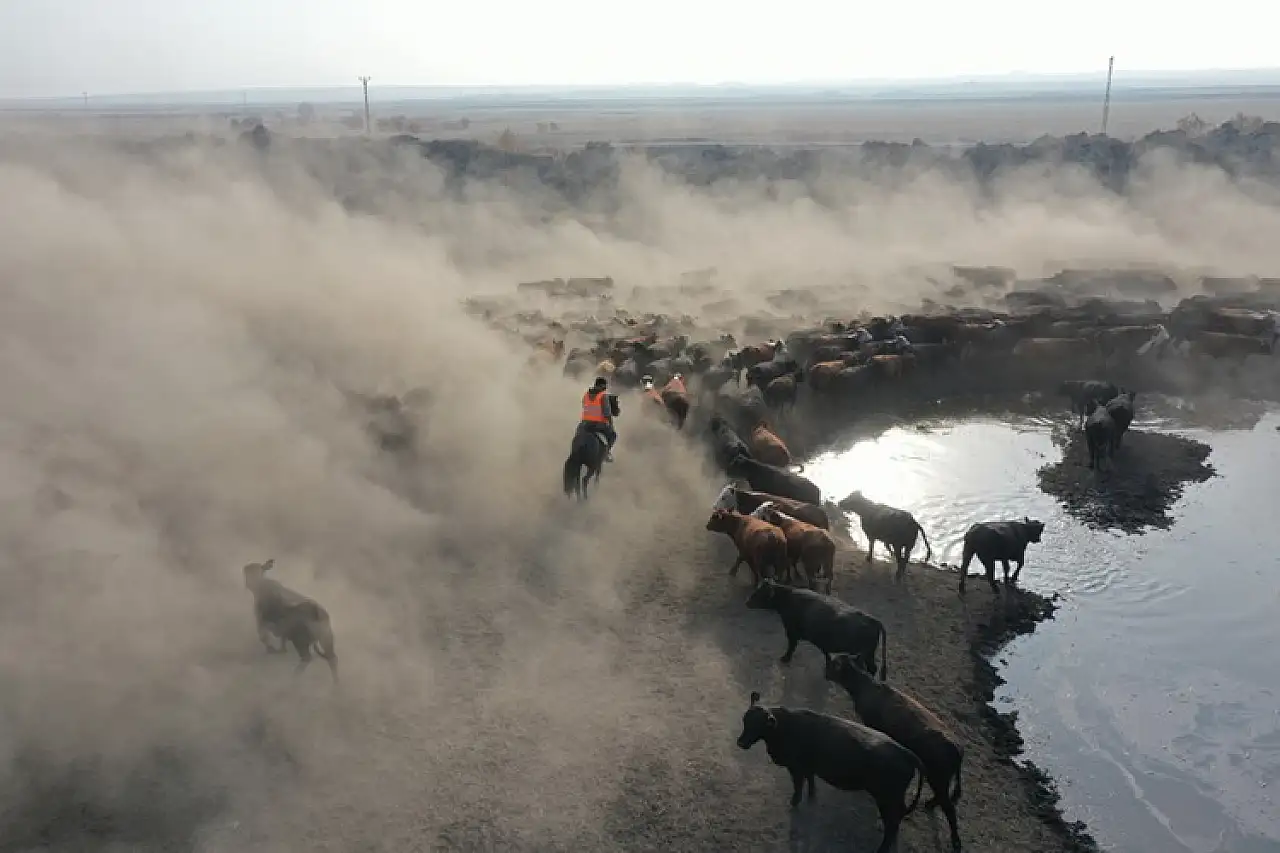 Ağrı Dağı eteklerinde atlı çobanlar sürüleri yılkı atlarıyla yönetiyor