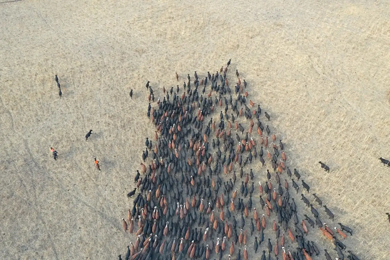 Ağrı Dağı eteklerinde atlı çobanlar sürüleri yılkı atlarıyla yönetiyor