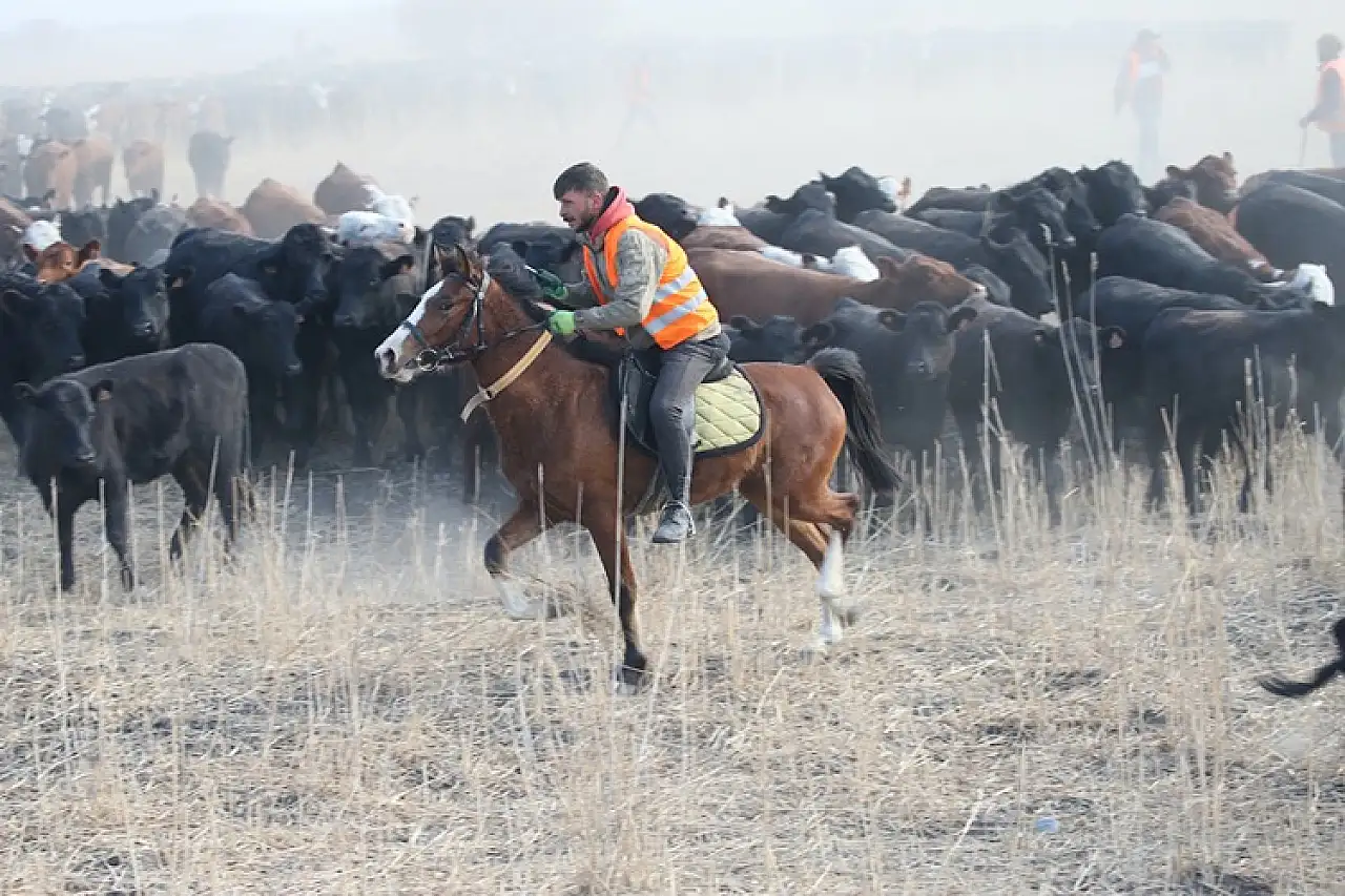 Ağrı Dağı eteklerinde atlı çobanlar sürüleri yılkı atlarıyla yönetiyor