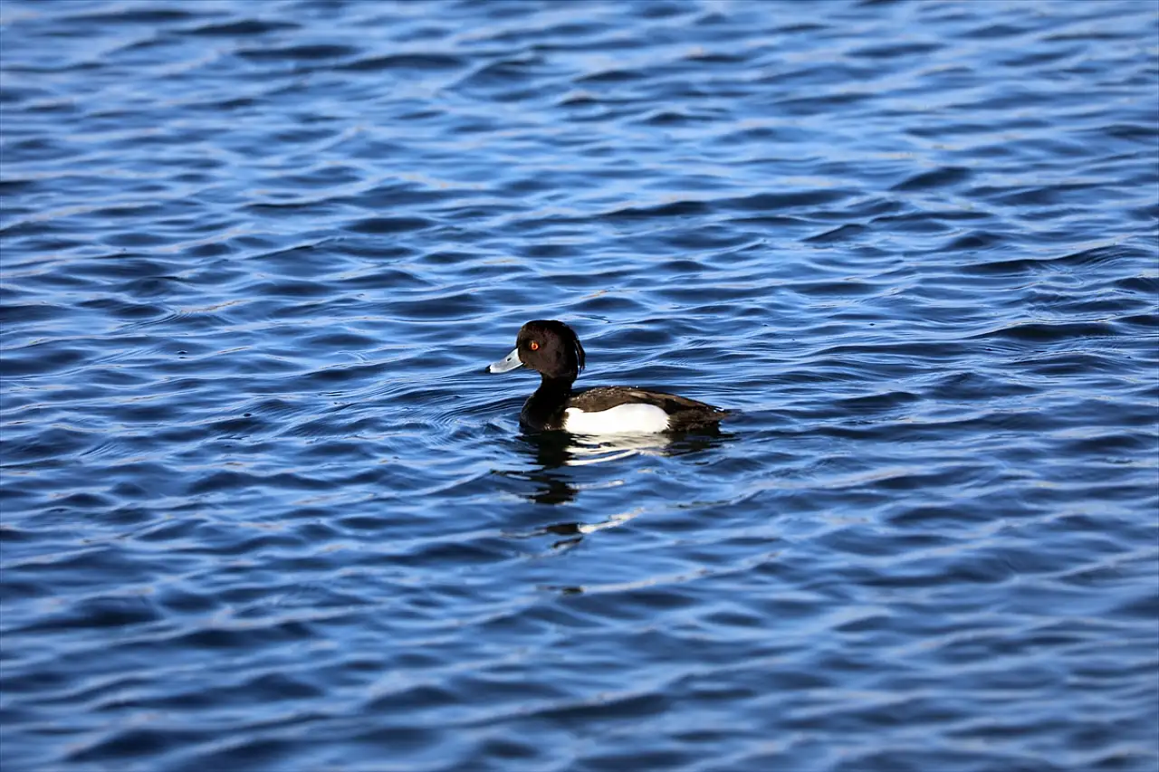 Ağrı Dağı eteklerinde nadir kuş türleri görüntülendi