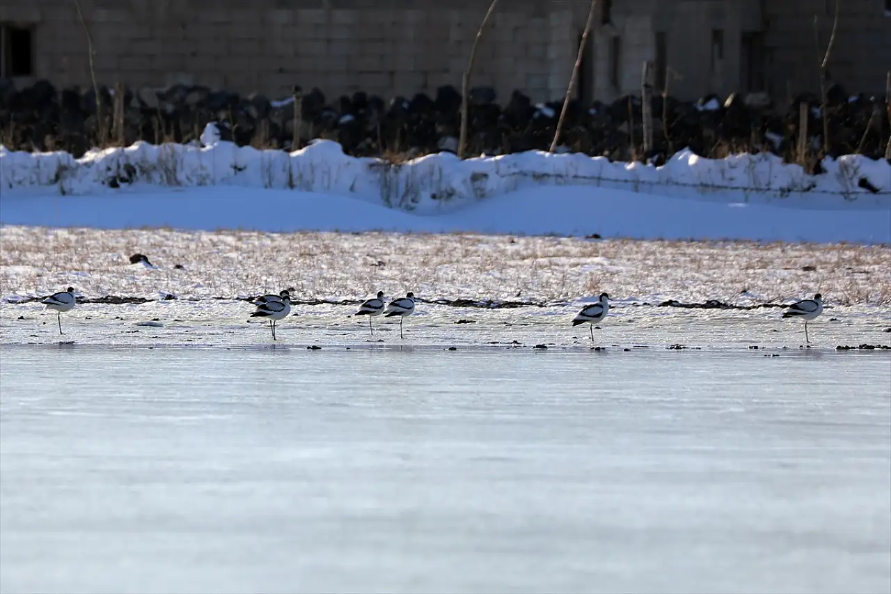 Ağrı Dağı eteklerinde nadir kuş türleri görüntülendi