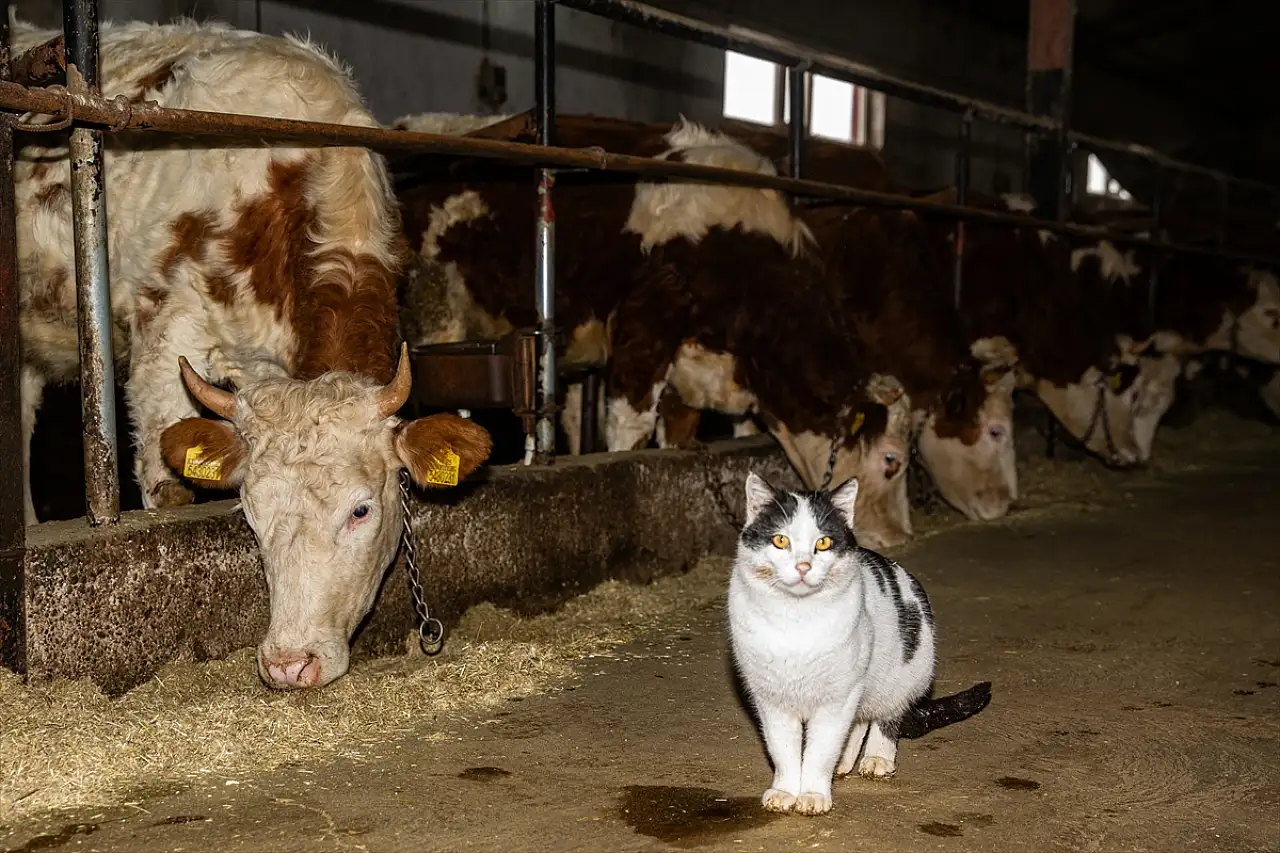 Hayvancılığı bırakmanın eşiğindeydi, destekle üretimi üçe katladı