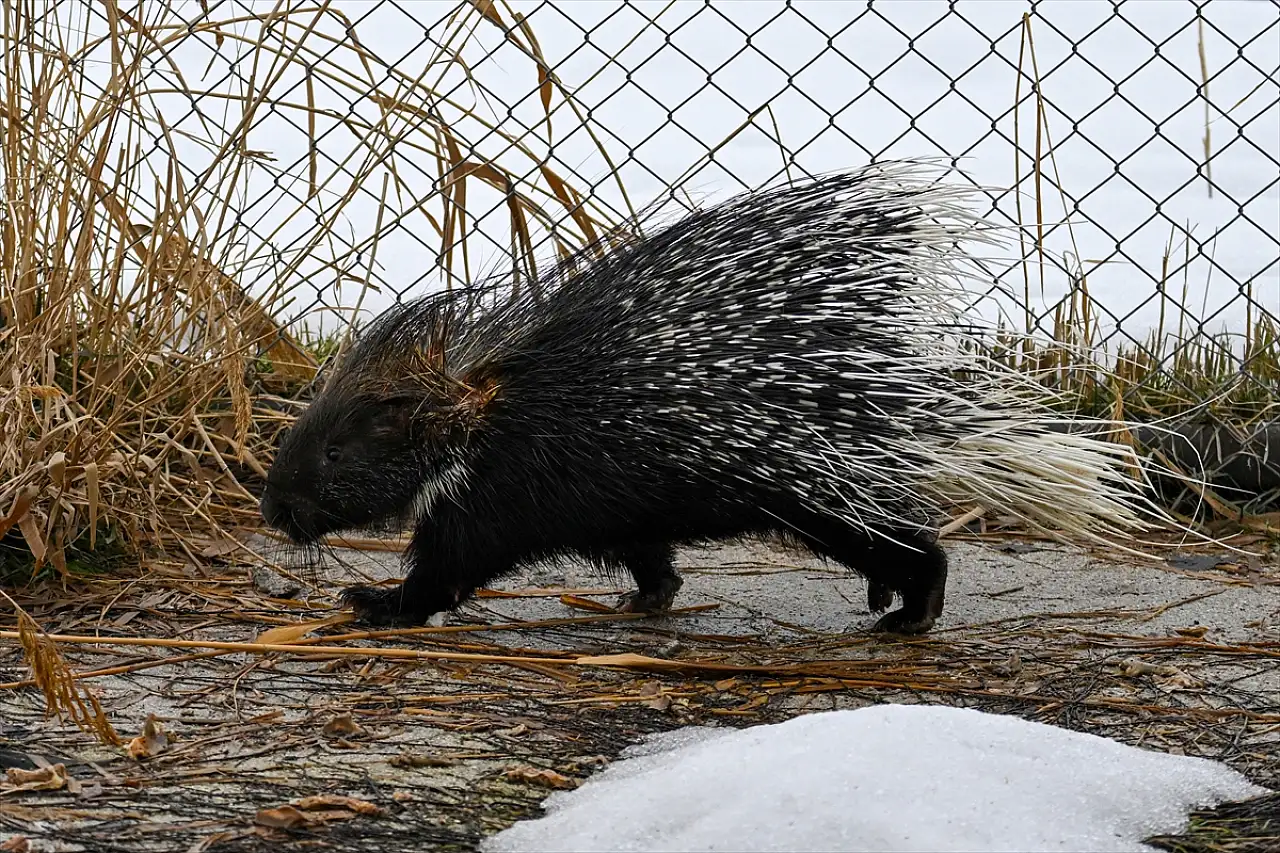 Yaban hayatında hassas denge: Van'da oklu kirpi vakası