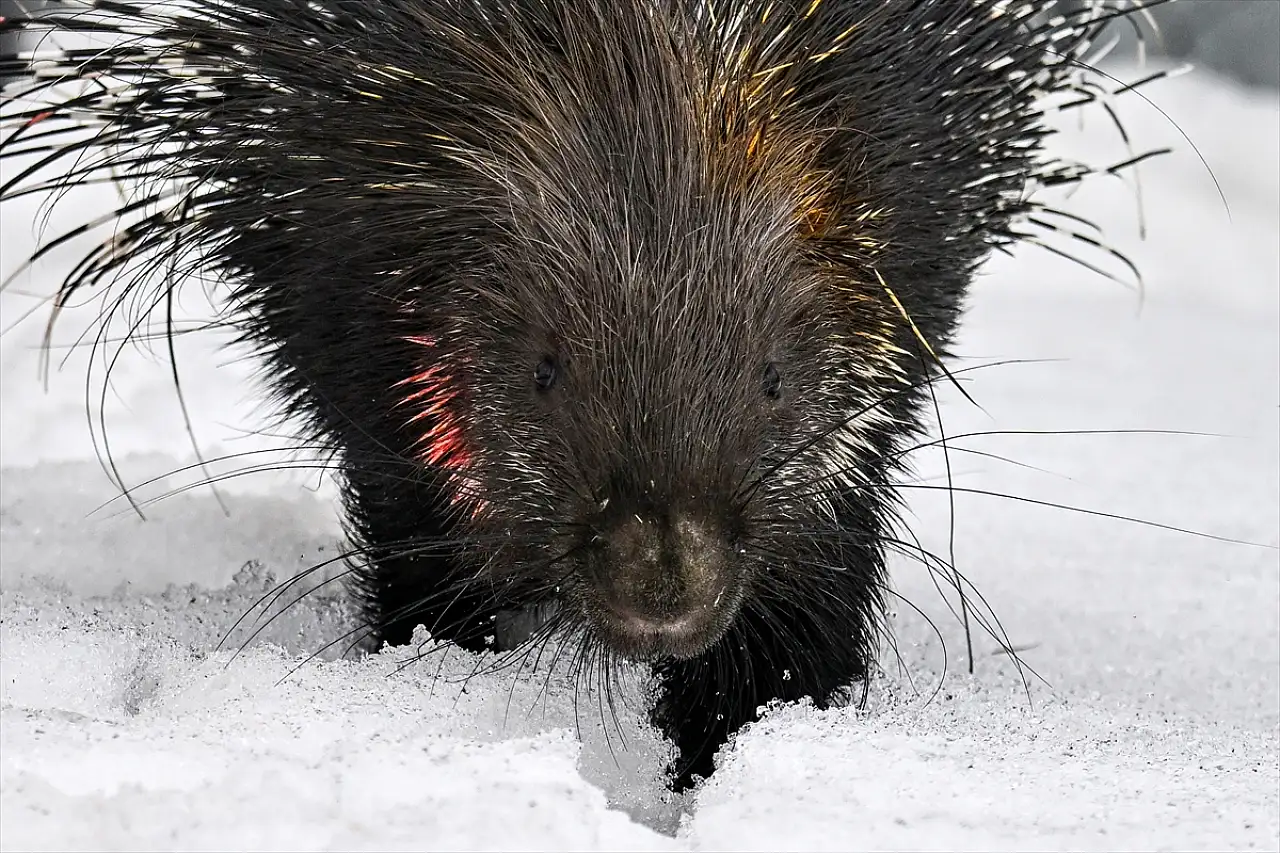 Yaban hayatında hassas denge: Van'da oklu kirpi vakası
