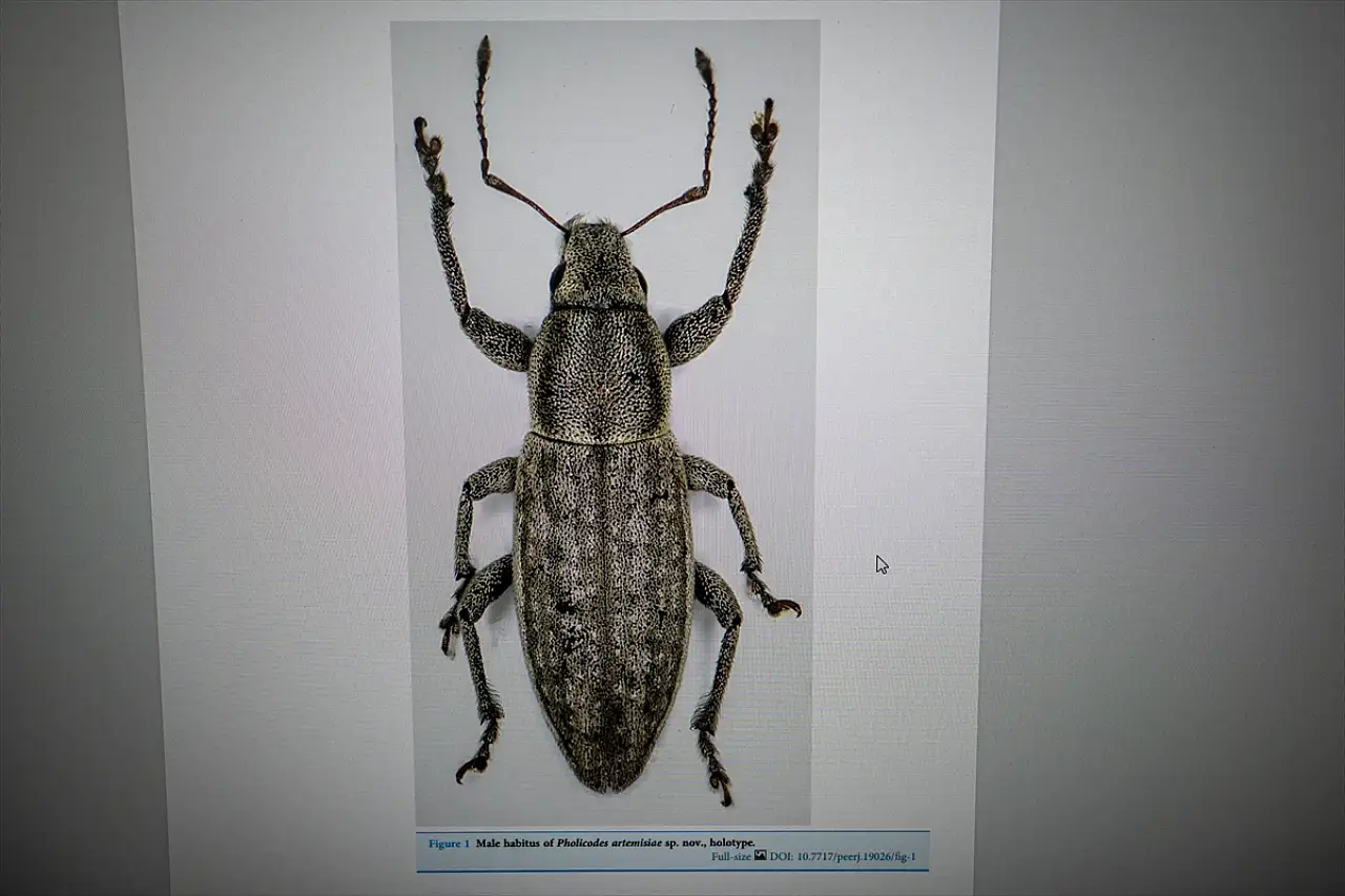 Anadolu'nun bilinmeyen böcekleri gün yüzüne çıkıyor