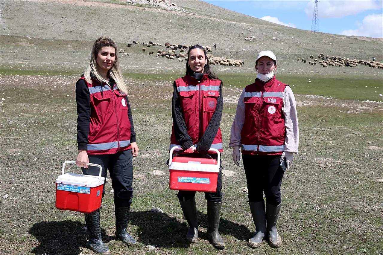 Van'da hayvan sağlığı kadın veterinerlere emanet