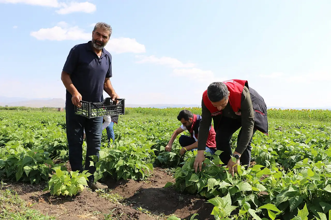 Ağrı'da sebze hasadı başladı