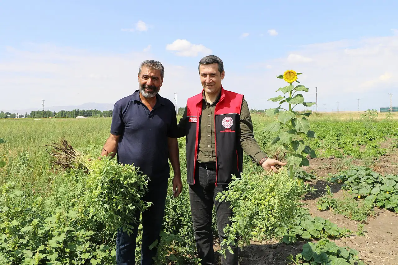 Ağrı'da sebze hasadı başladı