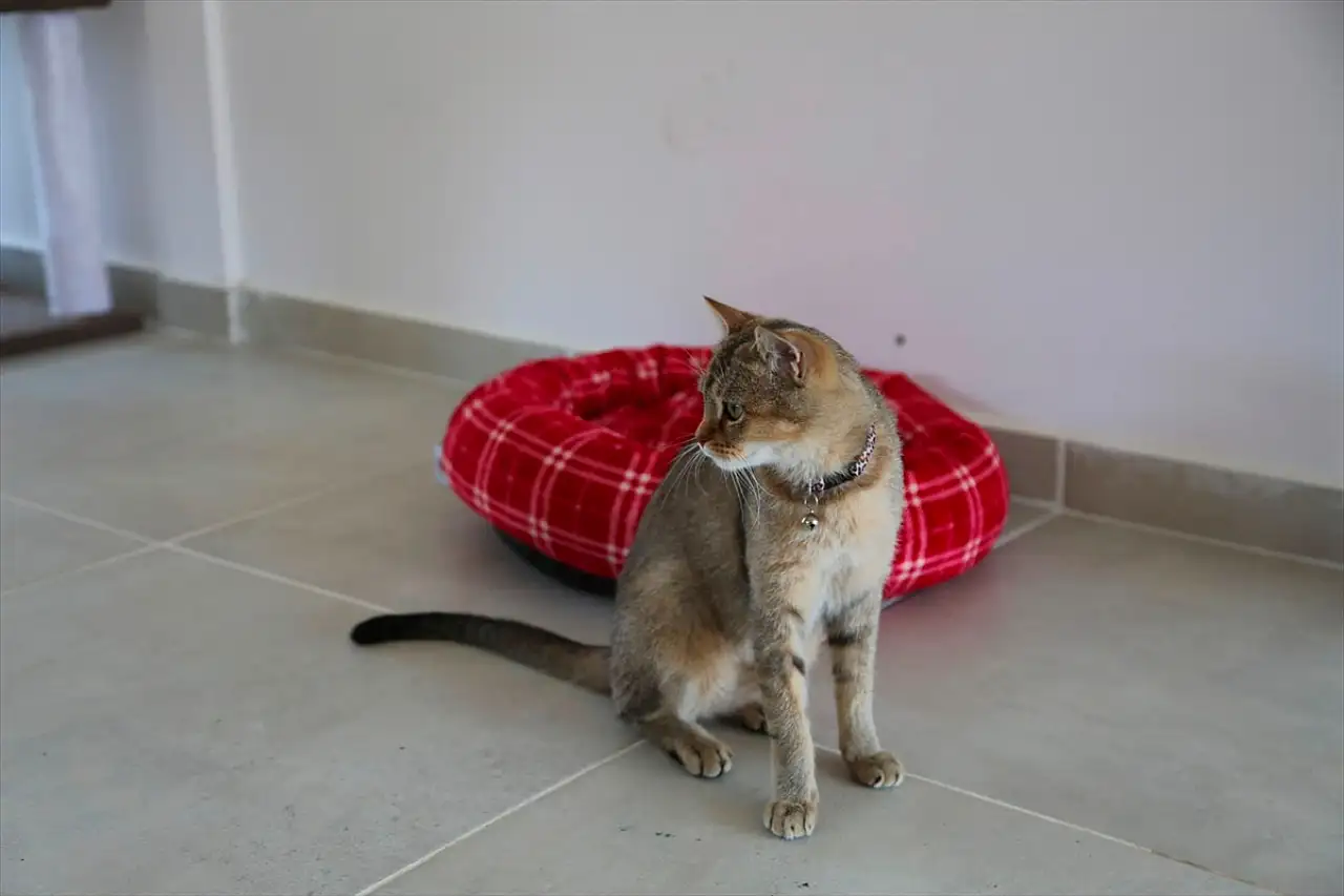 Van'da sahipsiz kediler için yeni yaşam alanı: Kedi Evi açıldı