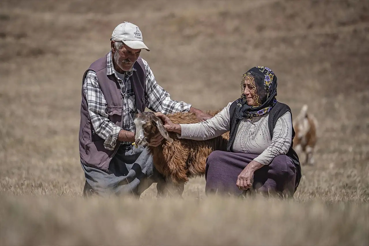 Erzurum'un dağlarında 50 yıldır aynı hayatı paylaşıyorlar